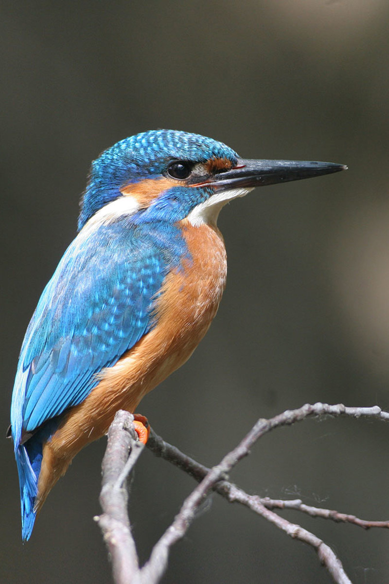 KL Eisvogel Dieterhopf