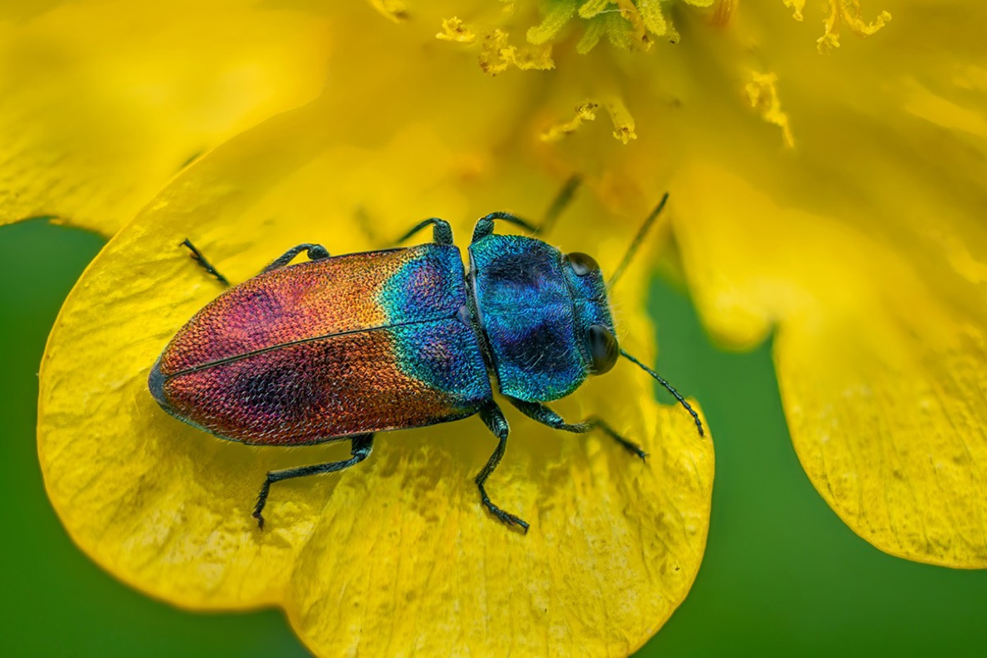 Weidenprachtkäfer. © Thomas Marent