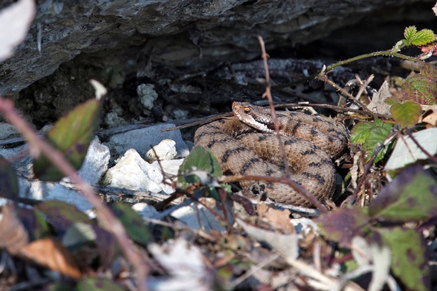 Aspisvipern lassen sich vereinzelt schon im Spätwinter beobachten, wenn das Wetter es zulässt. Dieses Männchen sonnte sich bereits am 8. Februar 2020 am Fuss einer Trockenmauer am Jurasüdfuss. © Andreas Meyer (alle, sofern nicht anders angegeben)