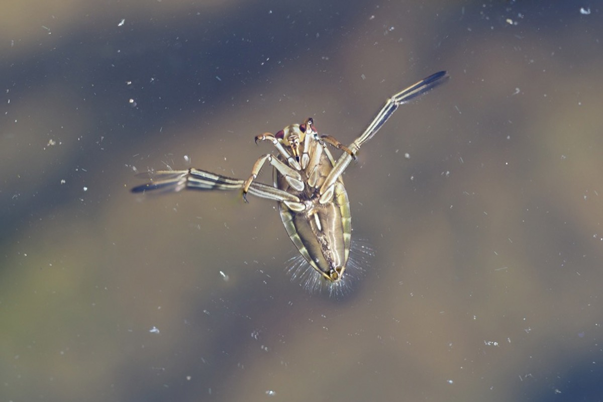 Rückenschwimmer Istock 694604904