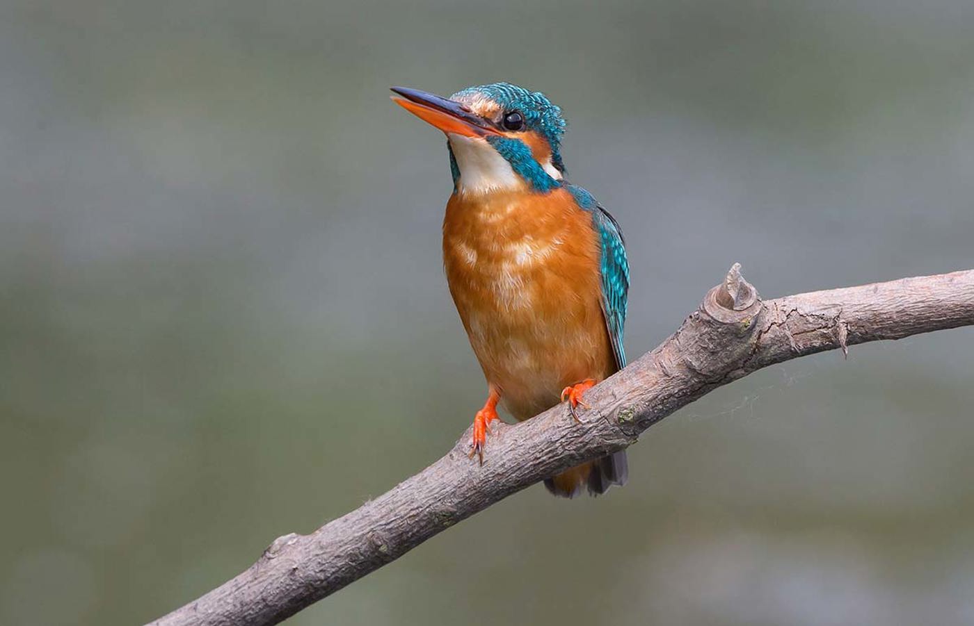 Eisvogel150525 266 Br