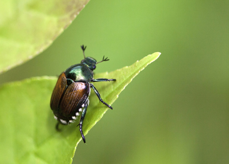 Eingeschleppte invasive Arten: faktenbasierter Umgang nötig