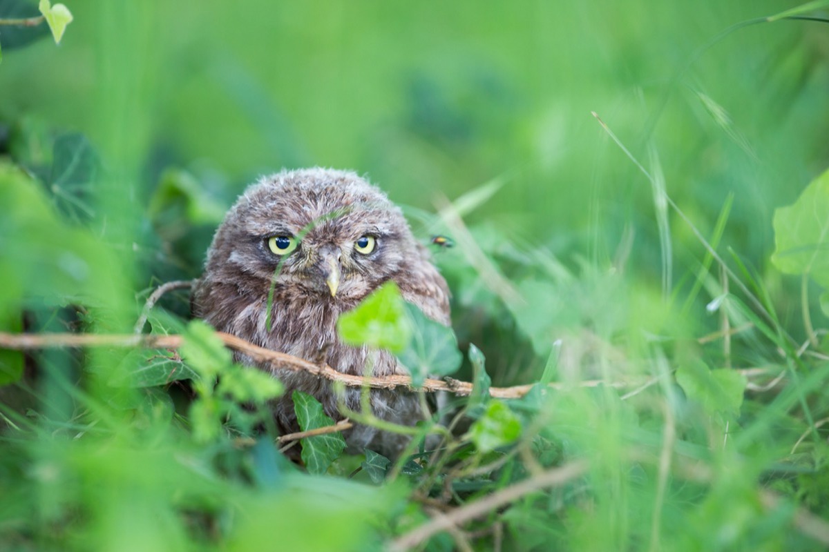 SK Jungvogel Ralphmartin