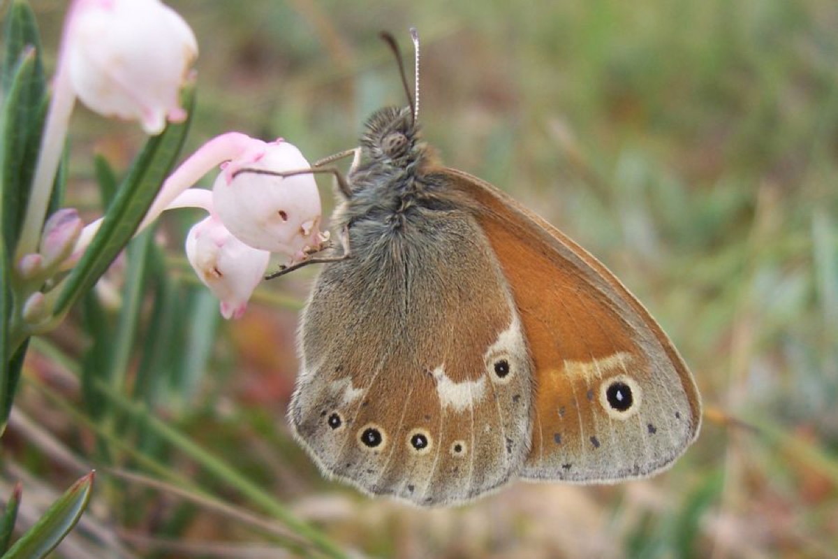 BT Coenonympha Tullia Pic52757