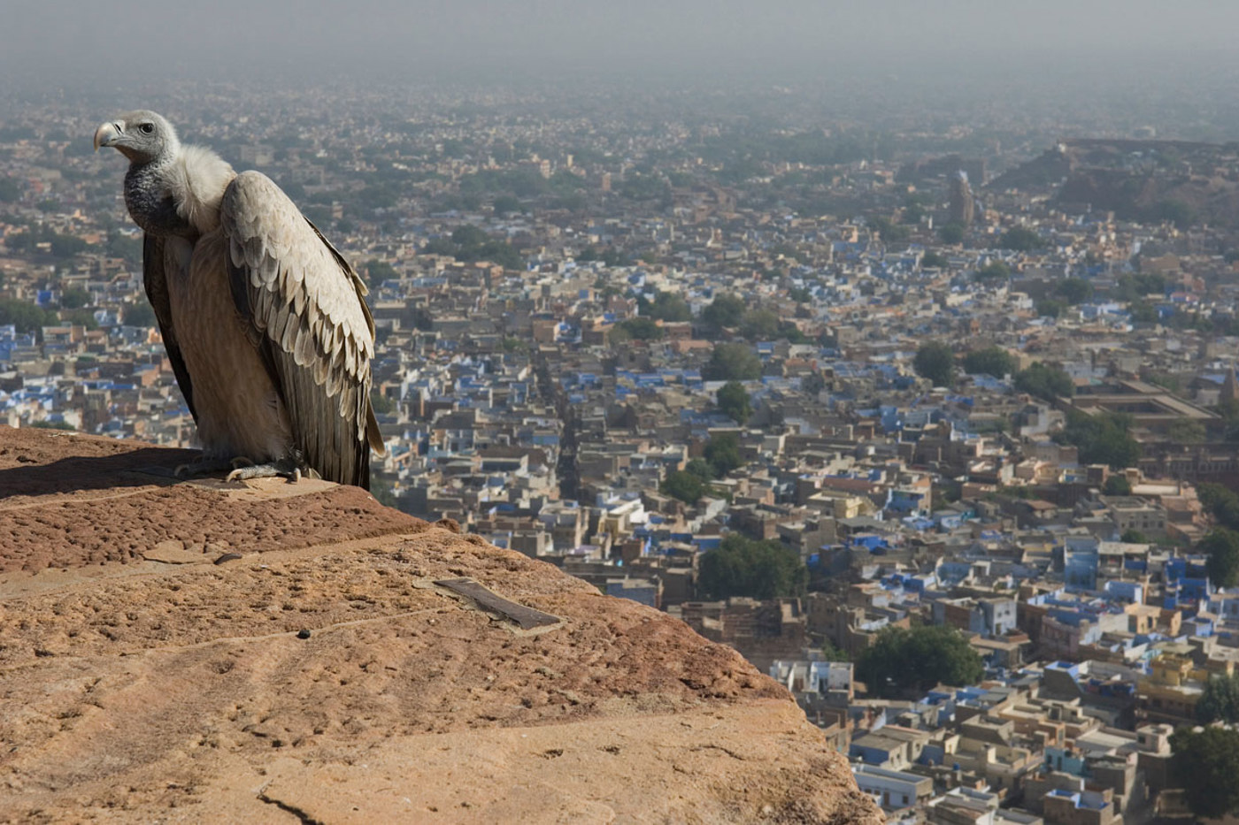 Ein einsamer Dünnschnabelgeier oberhalb Jodhpur in Rajasthan, Indien. © Bernard Castelein / naturepl.com