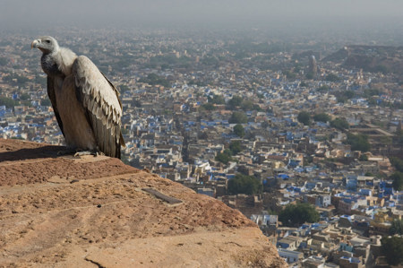 Das Sterben der Totengräber