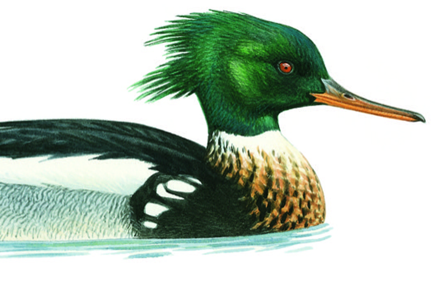 Mittelsäger, Männchen im Prachtkleid. © François Desbordes (alle Zeichnungen)