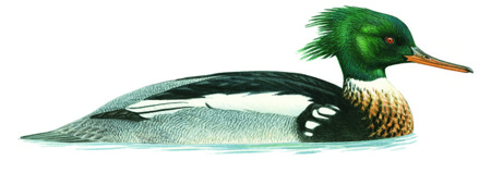 Gänse- und Mittelsäger