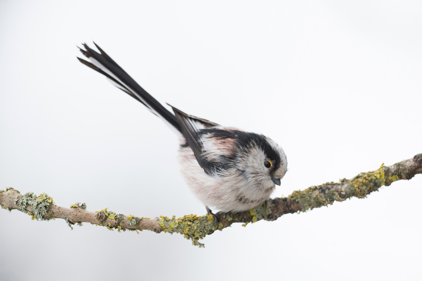 © Cornelia Marti Grossenbacher