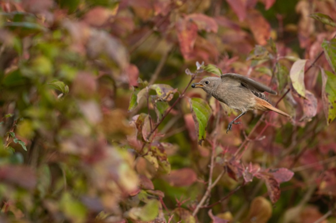 Hausrotschwanz (Weibchen) © Alain Saunier (alle)