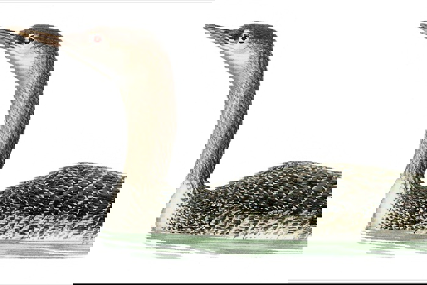 Juveniler Sterntaucher. © François Desbordes (alle Zeichnungen)