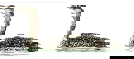 Pracht- und Sterntaucher