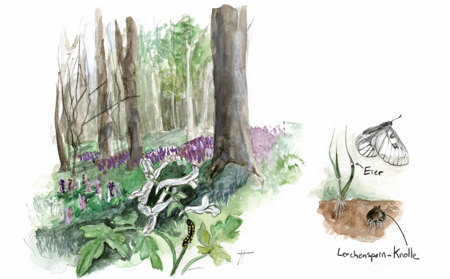 Networking des Lerchensporns