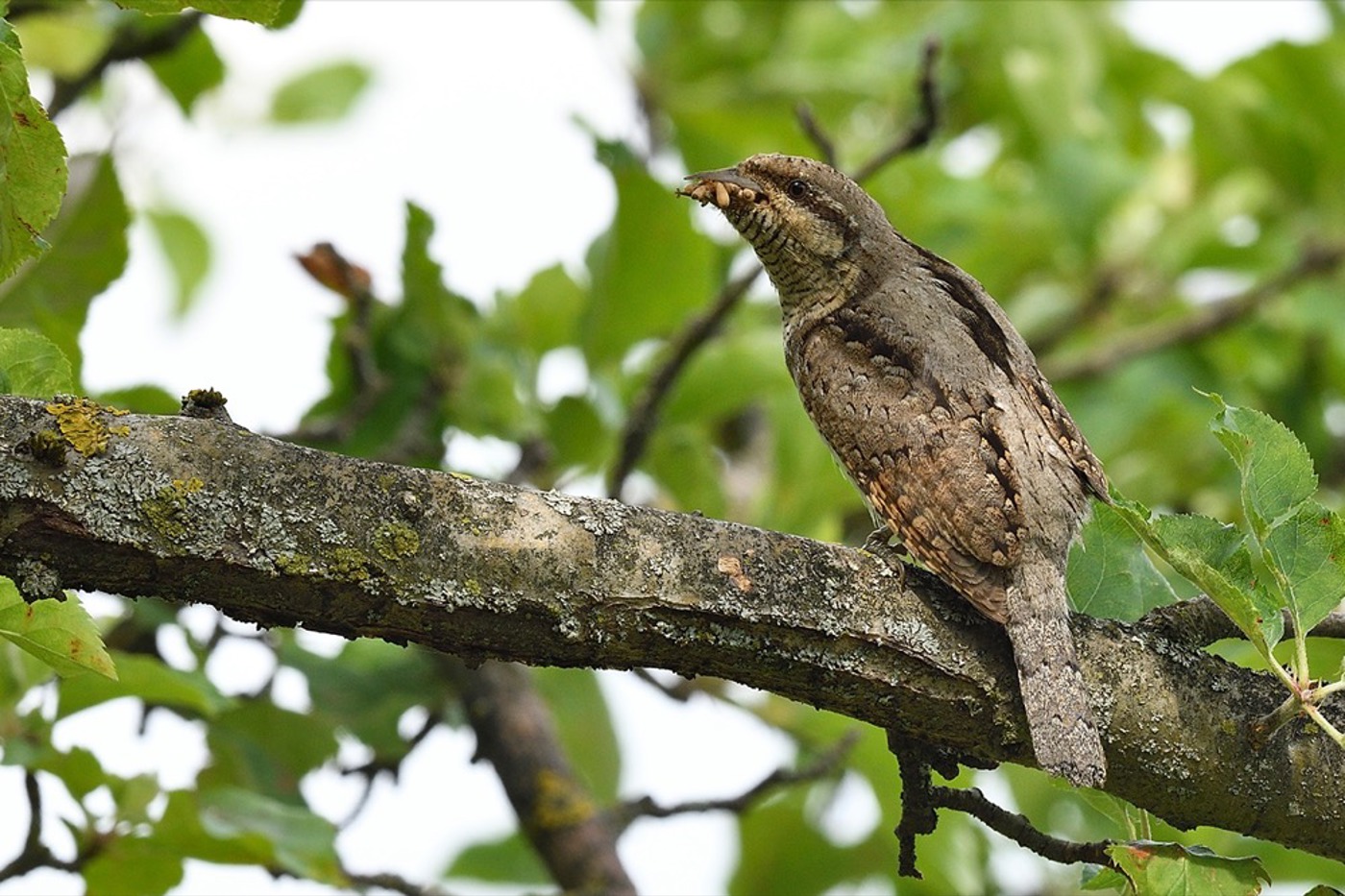 Die Perspektiven für den Wendehals haben sich dank des grossen Einsatzes von BirdLife Sarganserland und seinen Partnern massiv verbessert. © Edi Meli
