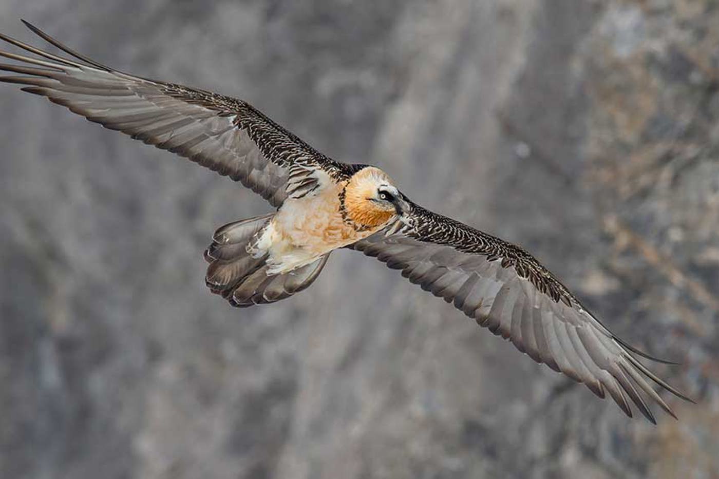 Der Bartgeier ist im Aufwind, wenn keine neuen Gefahren hinzukommen. © Marcel Burkhardt