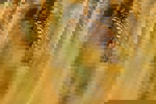 WA Wachtel Schaef 86362