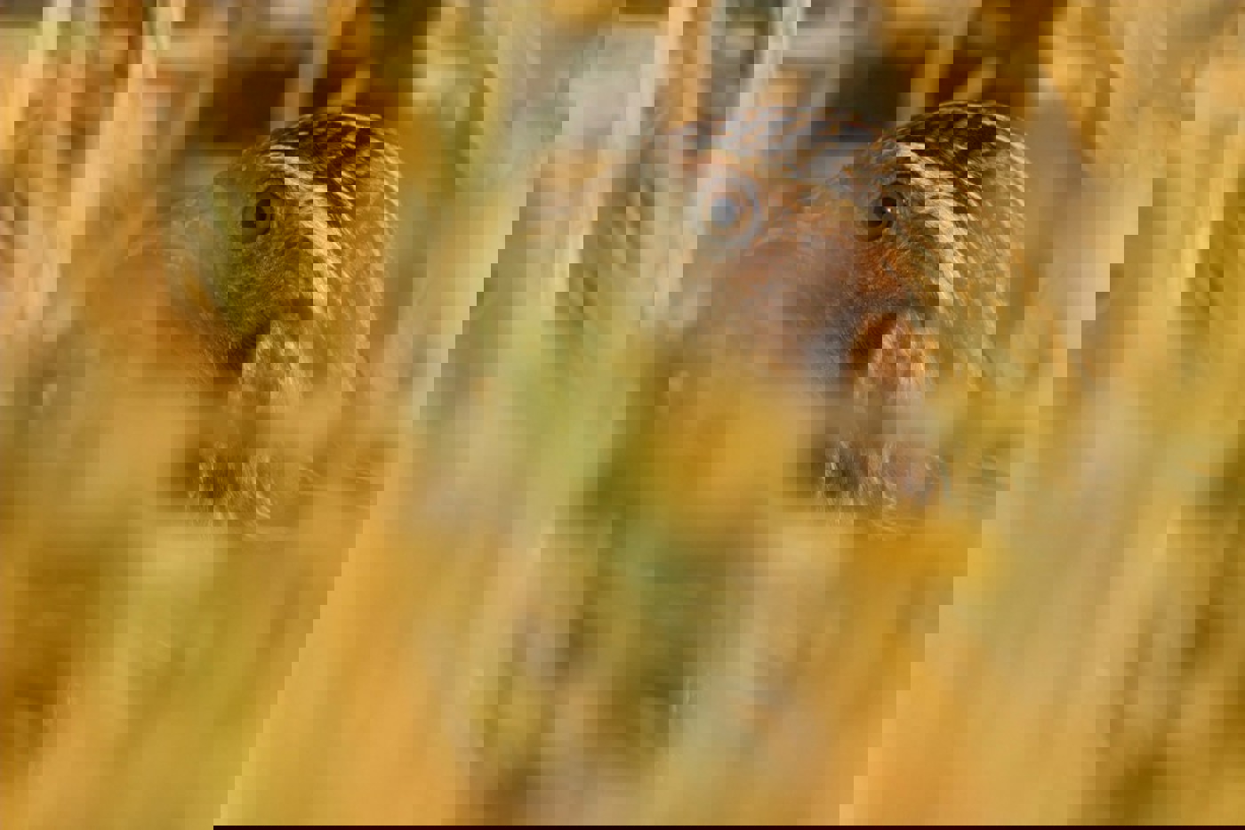 Eher zu hören als zu sehen: die heimliche Wachtel. © Mathias Schäf