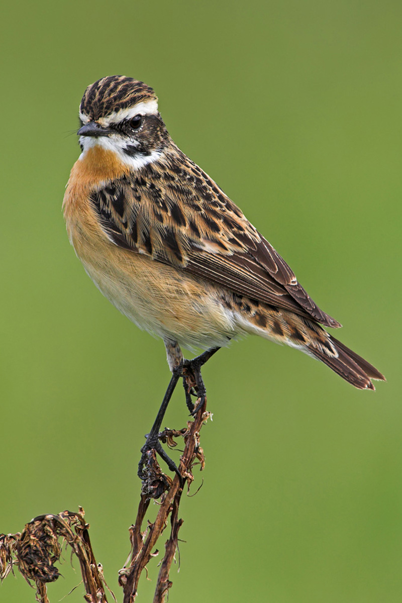 VO Braunkehlchen Schaef