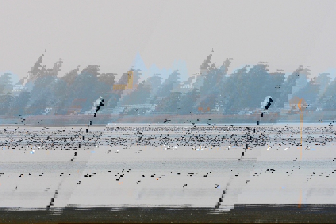 Das Ermatinger Becken bietet den Wasservögeln im Winter einen sicheren Lebensraum. Im seichten Wasser ist viel Nahrung erreichbar. Störungen durch den Menschen sollten vermieden werden. © Stefan Werner