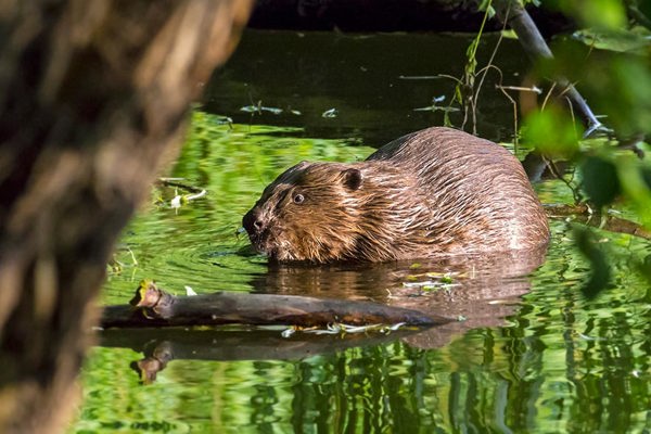 Biber Istock 841433942