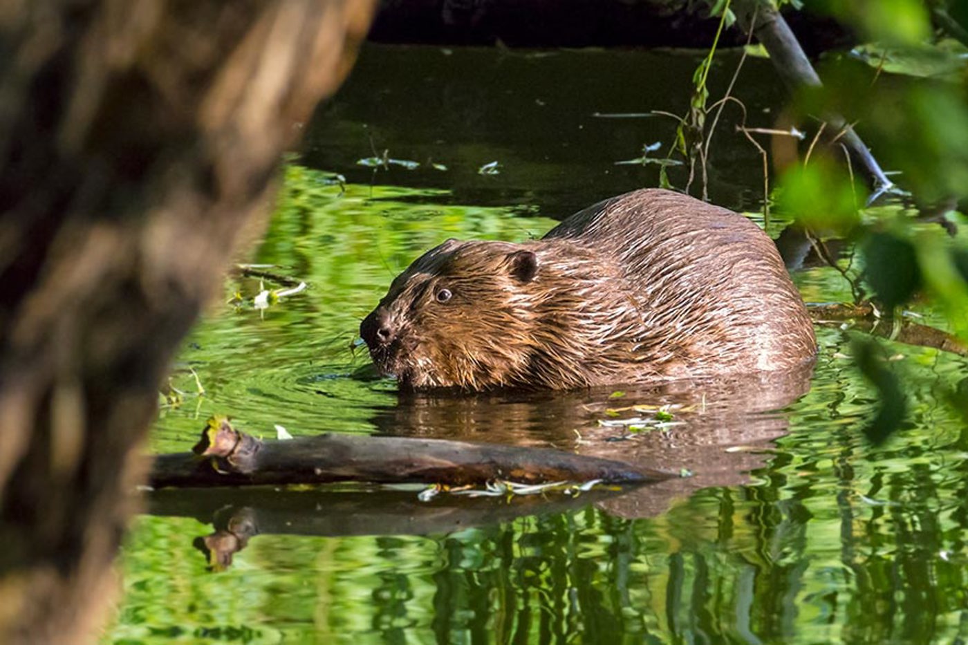 Der Bundesrat verabschiedete eine Verordnung, die auch beim Biber ein völlig falsches Signal in Richtung mehr Abschüsse sendet. © iStock