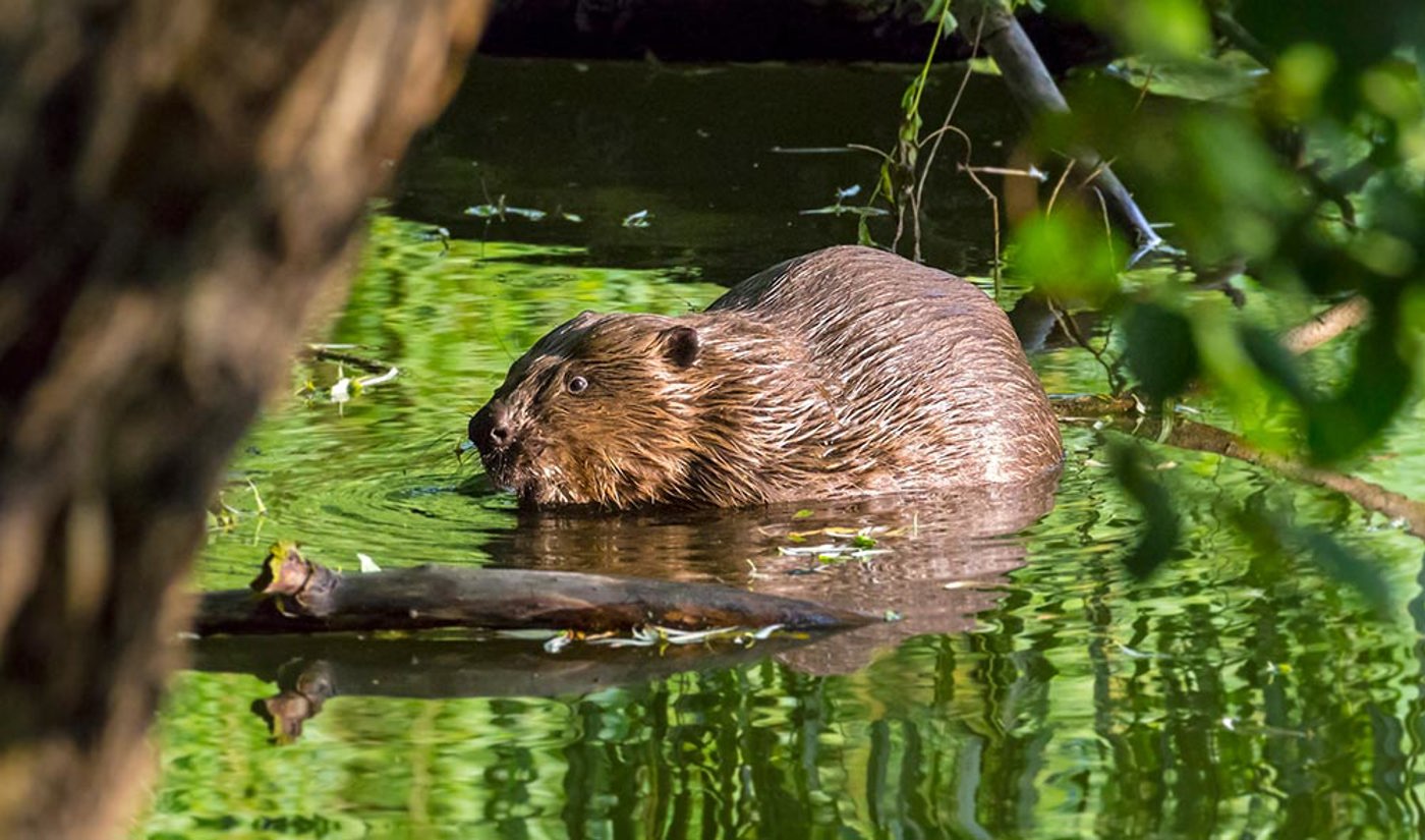 Biber Istock 841433942