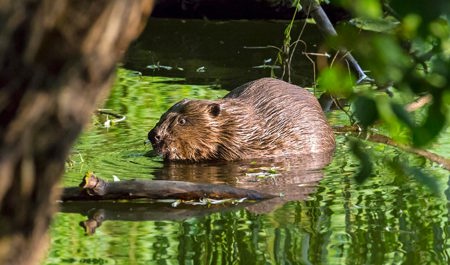 Der Volkswille als Selbstbedienungs-Kiosk