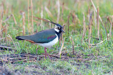 Kiebitzschutz am Scheideweg