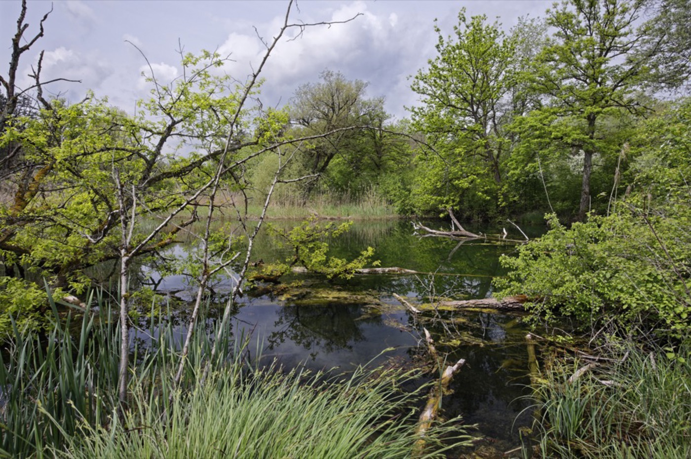 Weiher Weerd Kleindöttingen Jryser