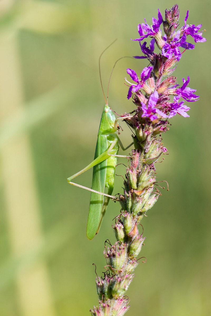 RE BS Schiefkopfschrecke