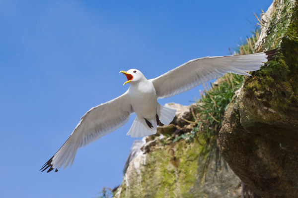 DM Dreizehenmoewe 20