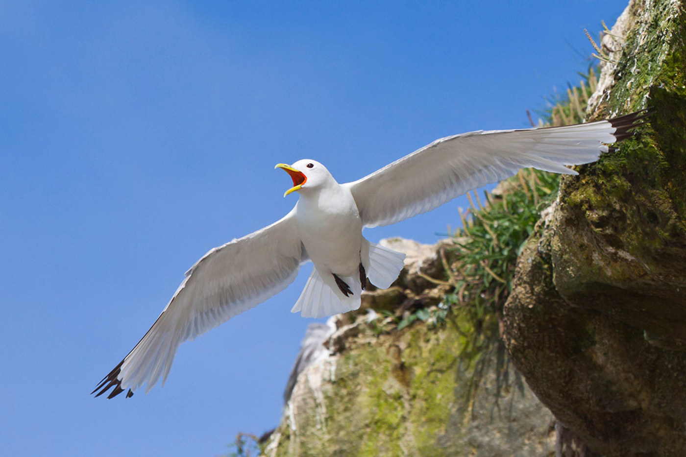 Typische Merkmale der Dreizehenmöwe sind die wie in Tinte getauchten schwarzen Flügelspitzen und die schwarzen Beine. © Sebastian Conradt