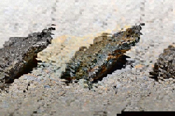 GBU Gelbbauchunkemlippuner