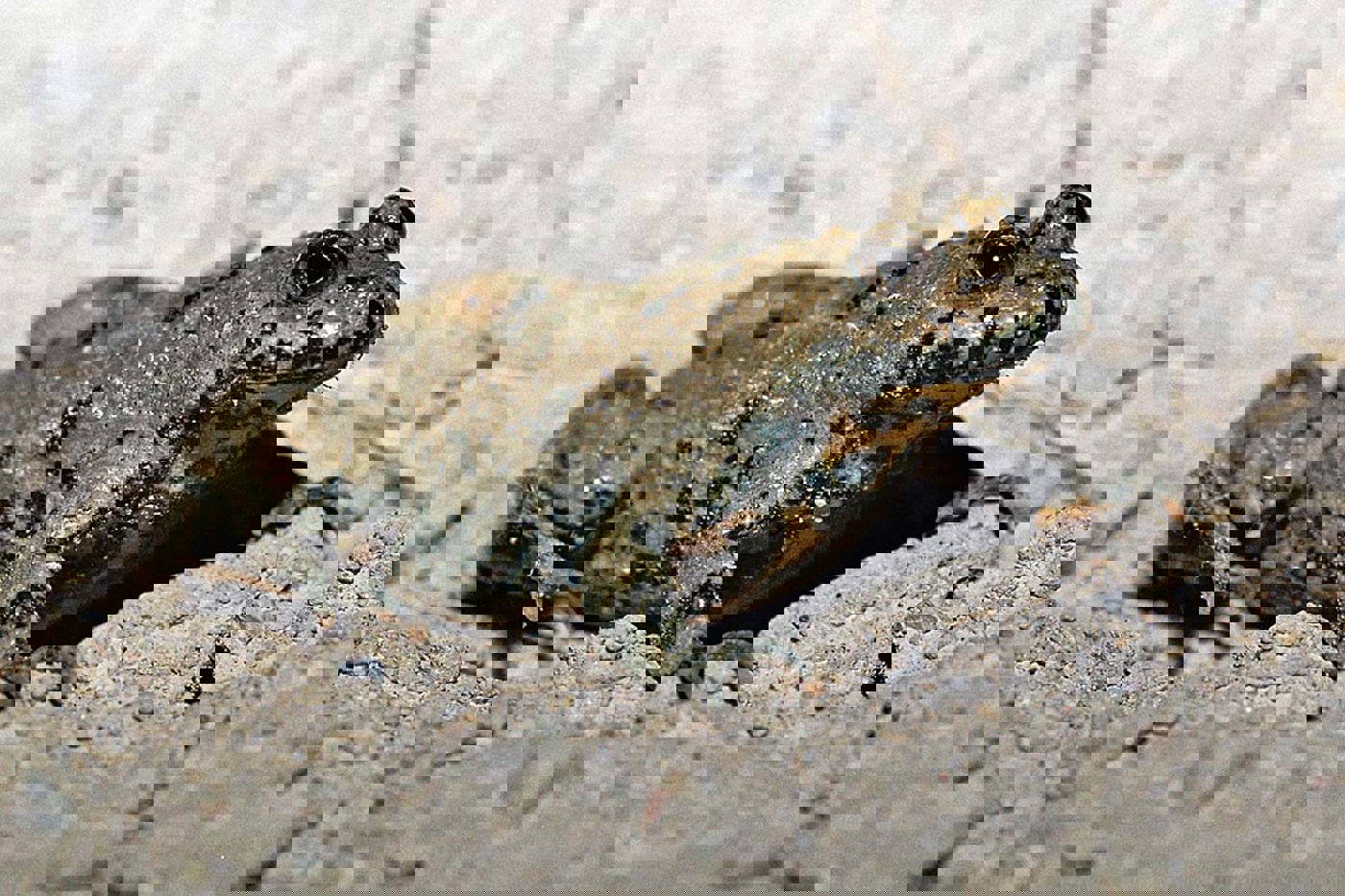 So gross ist die Gelbbauchunke nur auf Bildern zu sehen. Der kleine Froschlurch mit den herzförmigen Pupillen ist nämlich nur drei bis fünf Zentimeter lang. Seine Körperunterseite ist auffällig gelb-schwarz gezeichnet. Die gelbe Färbung warnt vor dem Hautgift, das Gelbbauchunken produzieren. © Mario Lippuner