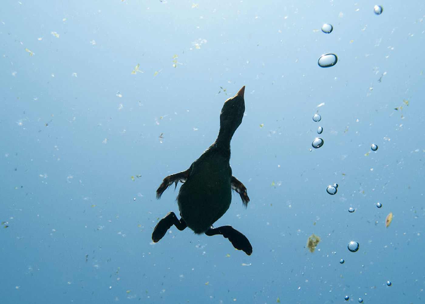 Mauritius Images 08878152