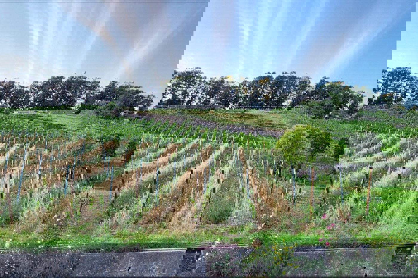 Blick auf den angelegten «Vitiforst»-Rebberg in der Klus mit einzelnen Bäumen in den Rebreihen, Getreide und artenreicher Rebbergflora. © Lukas Merkelbach