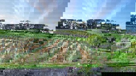 Ein Rebberg für alle