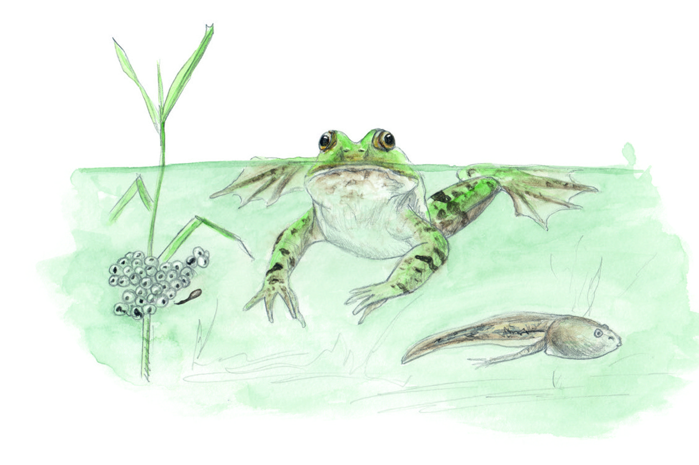 © Fabienne Bertschinger 