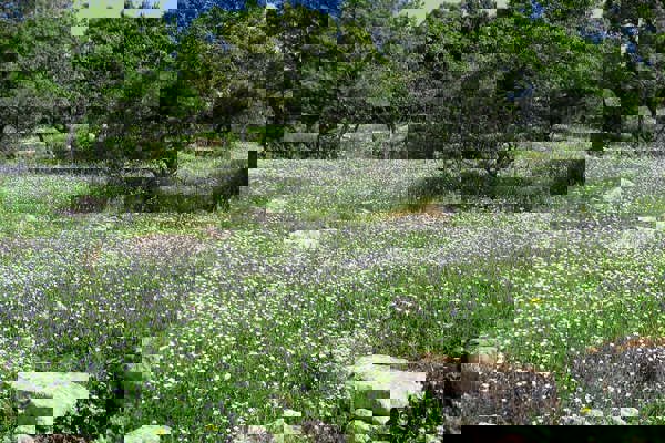 Lesbos Olivenhain Gfeller