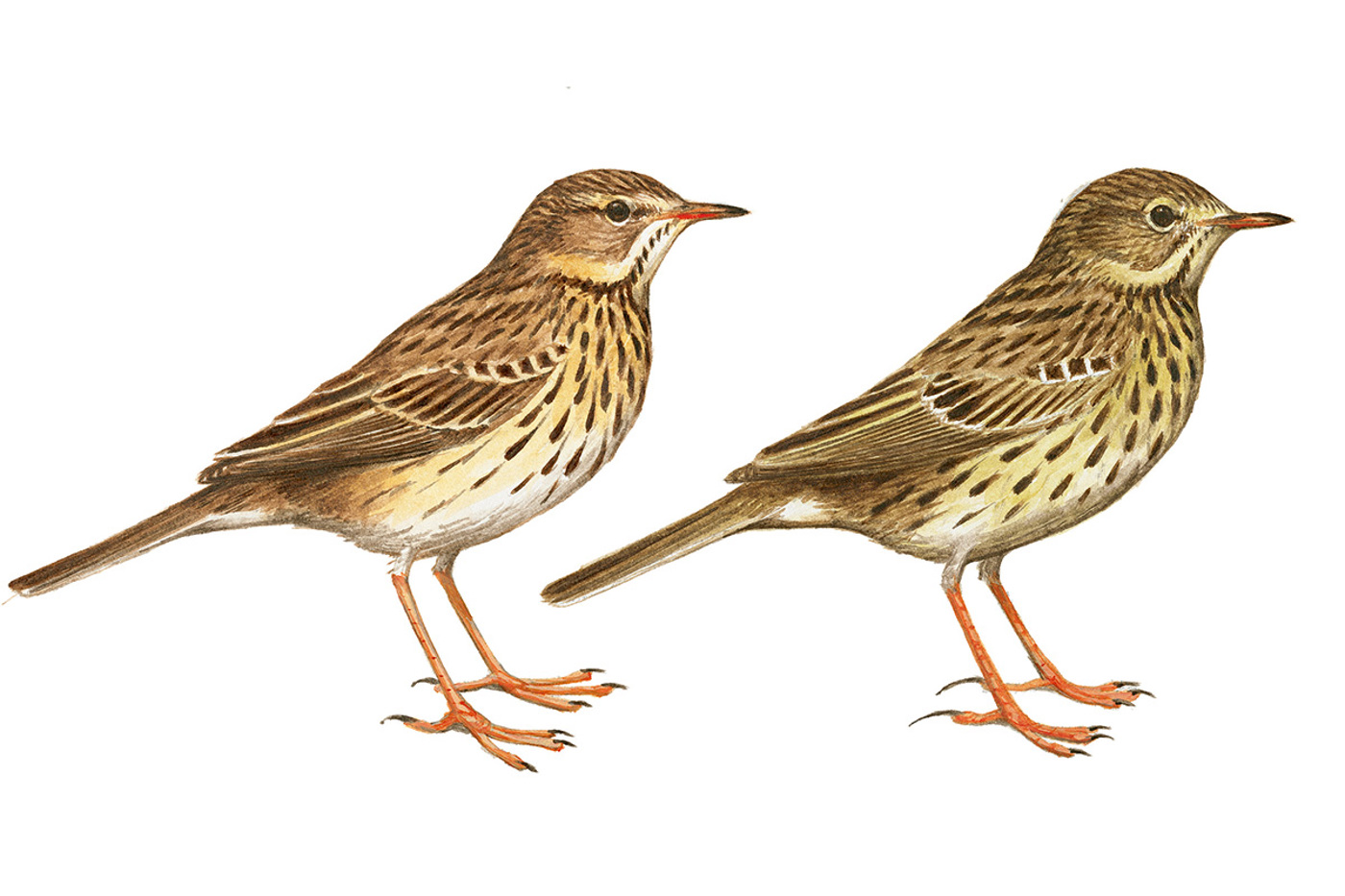 © alle Jacques Laesser