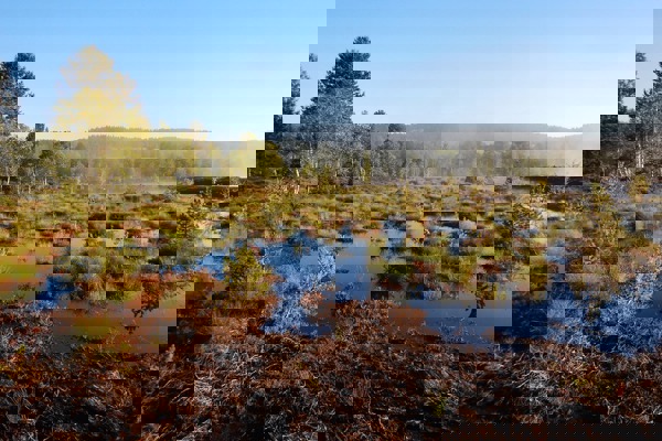 Oei Hochmoor Birdlife Schweiz