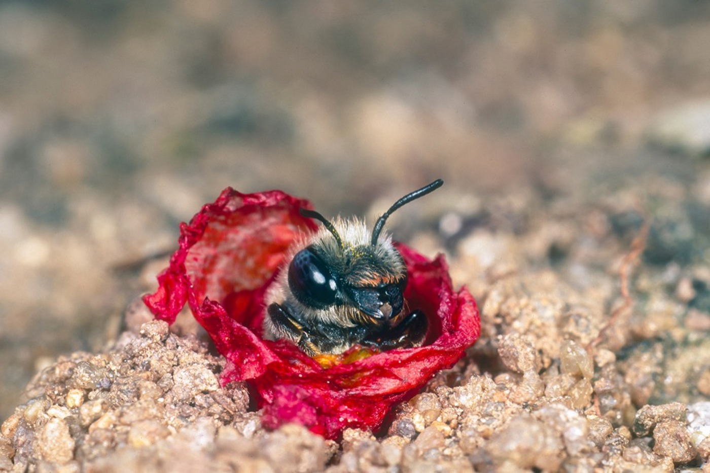 Die Mohn-Mauerbiene baut ihre Brutzellen aus den Blütenblättern des Klatschmohns in einem selbst gegrabenen Gang im Boden. Sie ist in der Schweiz ausgestorben – ein Schicksal, das sie mit über 50 weiteren Arten teilt. © Roland Günter