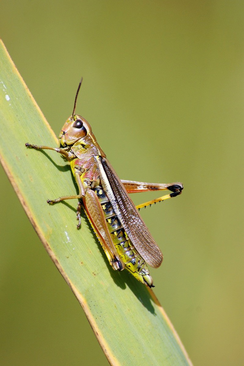 NAT Sumpfschrecke Jonas Landolt