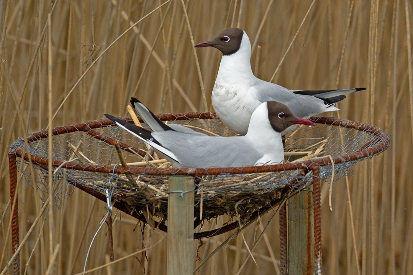 Als Wintergast häufig, als Brutvogel gefährdet: die Lachmöwe. Dieses Paar brütet auf einer Kleinstplattform am oberen Zürichsee. © Klaus Robin, Robin Habitat AG