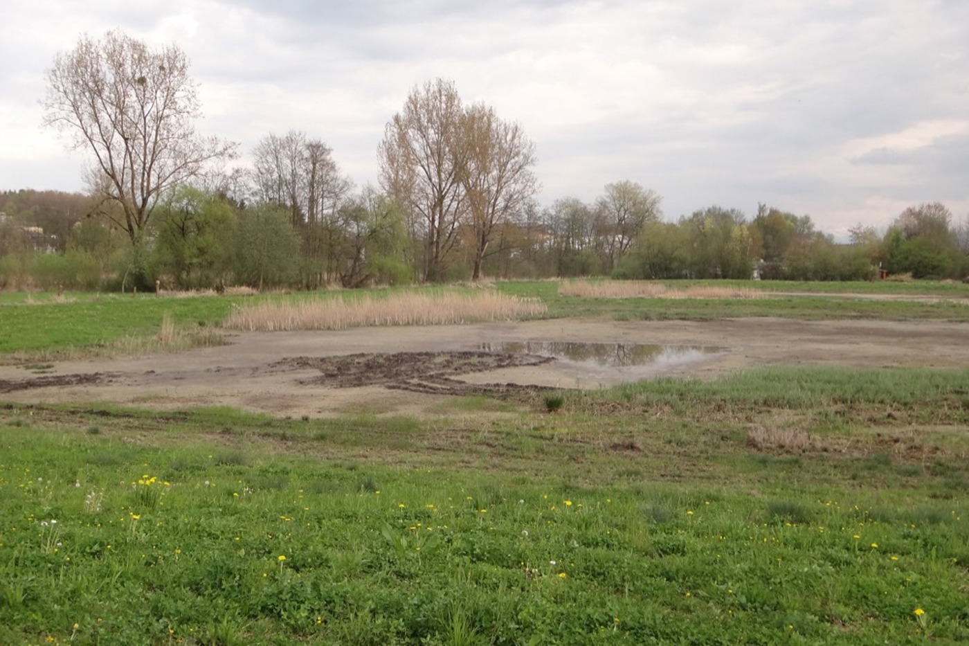 Für den Kiebitz geschaffene Feuchtstellen erhöhen die Nahrungsgrundlage und -erreichbarkeit. © Christa Glauser