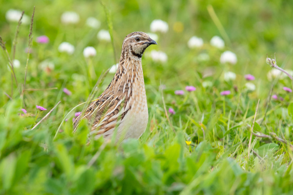 GI Mauritius Images 15000684 Edit Kopie