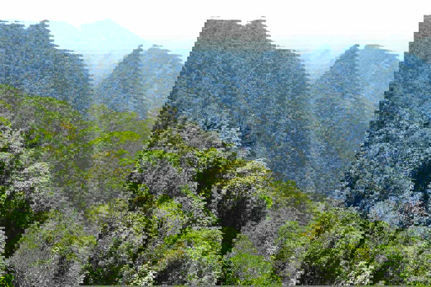 Der Tsitongambarika-Regenwald im Südosten Madagaskars. © Andriamandranto Ravoahangy, Asity Madagascar