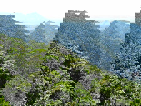 Regenwälder sichern