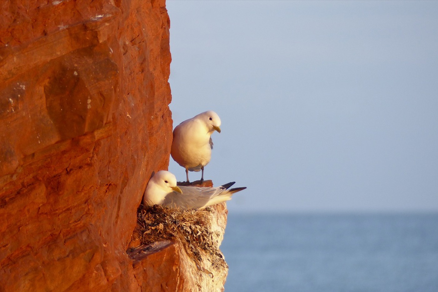 Den Dreizehenmöwen bleiben mancherorts nur wenige Quadratzentimeter Platz für ihr Familienleben. © Nils Conradt