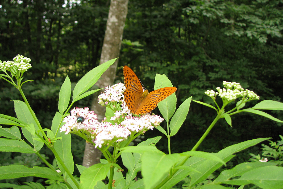 Wald Schmetterlinge0073